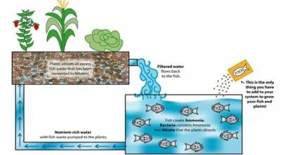 Production of Fish and Plant